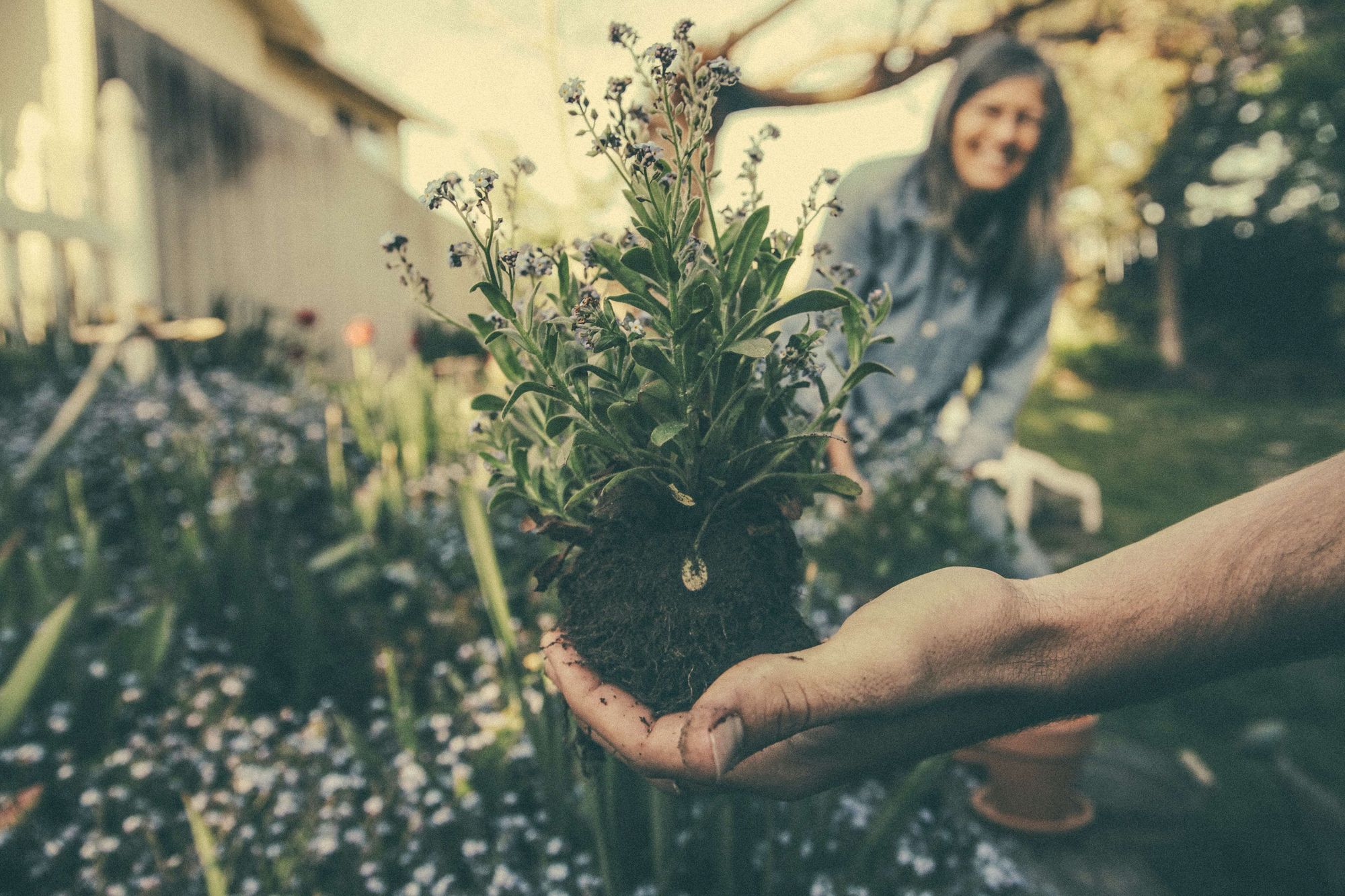 7 Eco-Innovative Ideas to Build a Community Garden That Heals and Sustains