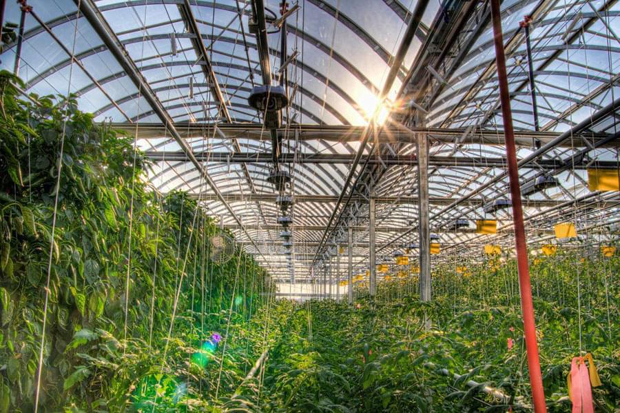 Urban Farming - Approaches to sustainable agriculture in several of the world's largest cities
