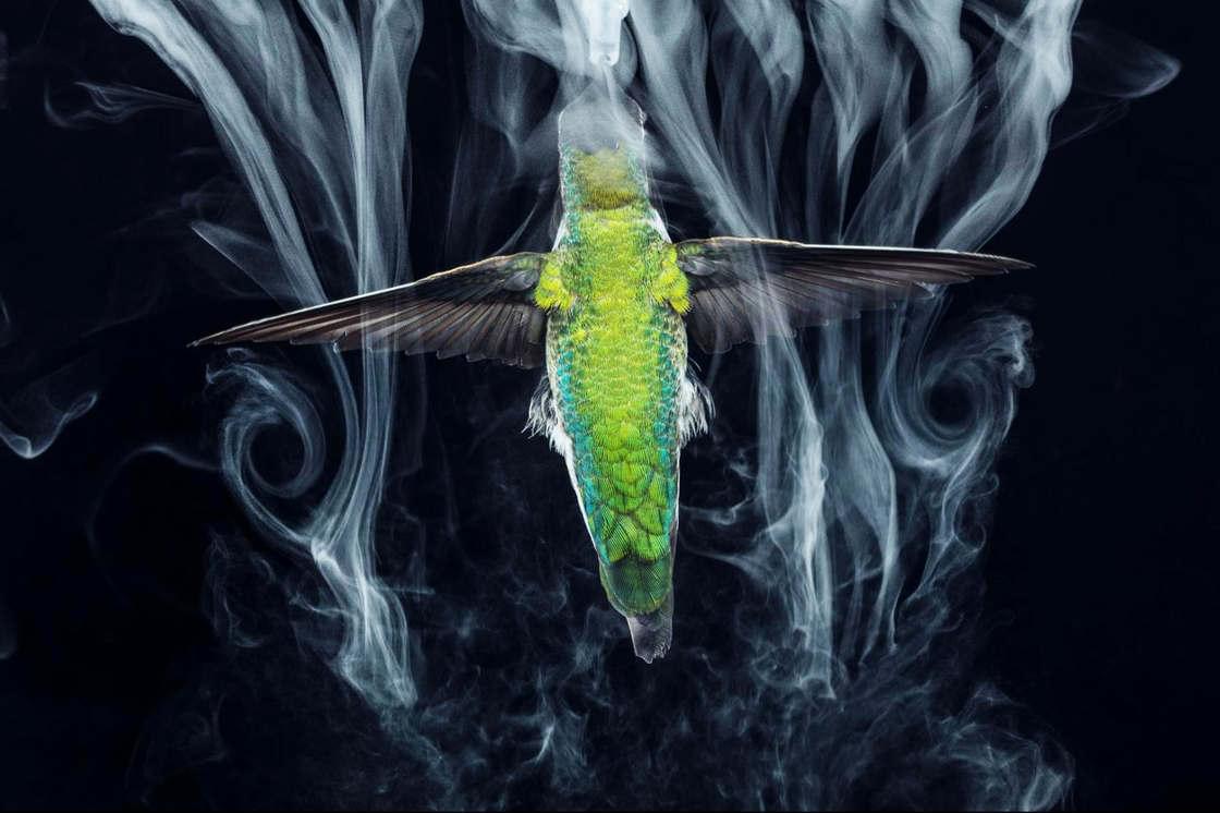 Observing hummingbirds at 3000 frames per second is fascinating