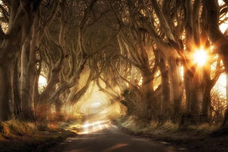 10 Beautifully Surreal Forests Fit for a Fairy Tale