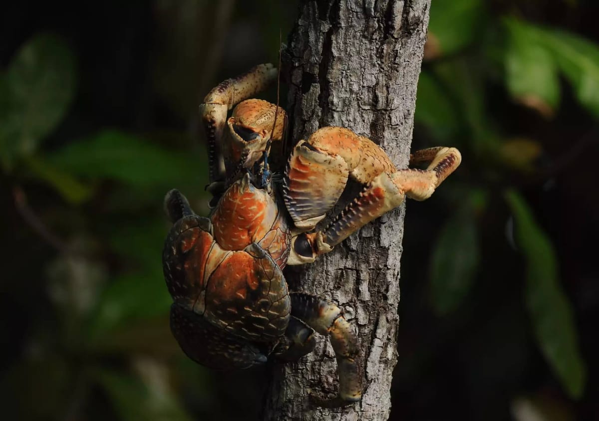 17 Captivating Coconut Crab Facts