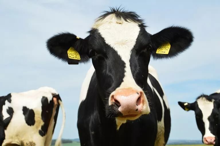 Floating Dairy Farm Debuts in the Netherlands