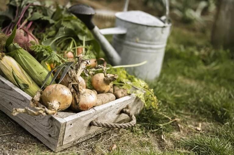 Have You Ever Wondered What Homesteading Is?