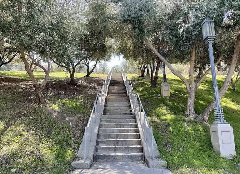 Los Angeles to Breathe New Life into Historic Olive Grove