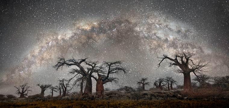 Ancient Trees II – Beautiful night photographs of the oldest trees around the world