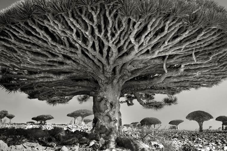 Ancient Trees – A photographer captures the oldest trees around the world