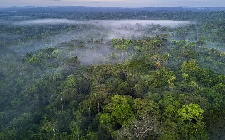 The 10 Largest Forests in the World