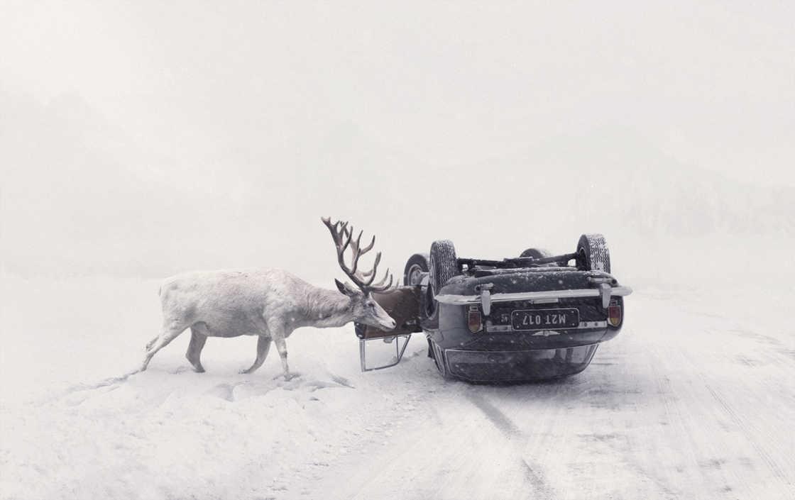 These rescued animals and their rescuers pose in captivating photos