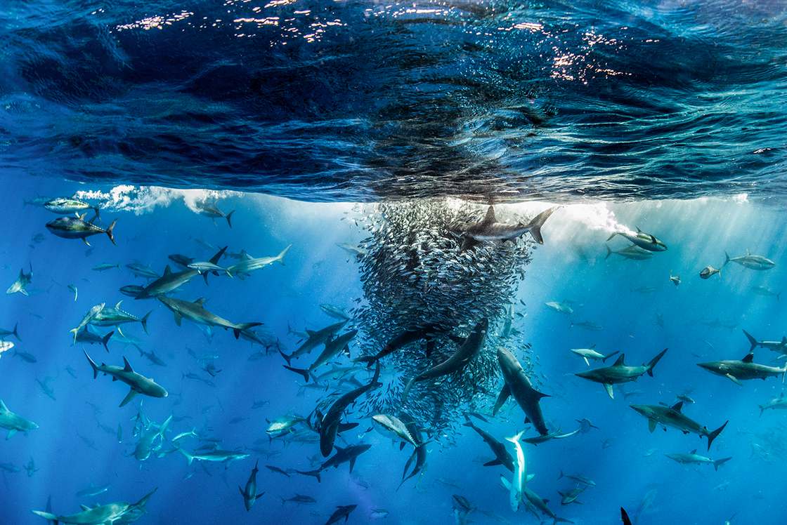 The amazing winning photos of the BigPicture Natural World Contest