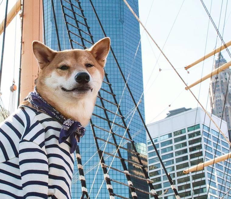 Menswear Dog – When a cute Shiba Inu has more style than you