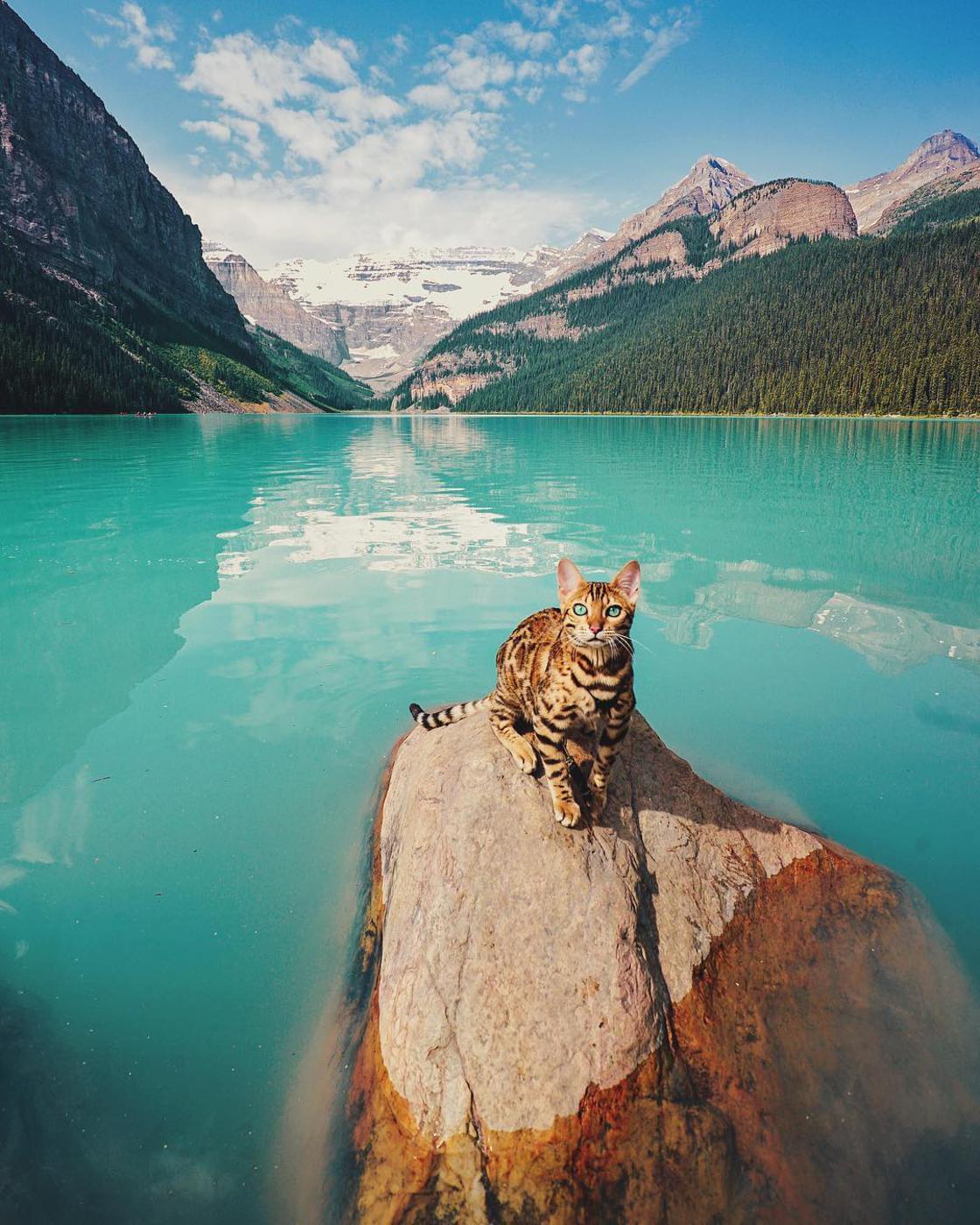 Suki The Cat – The adventures of a beautiful cat across wild Canada