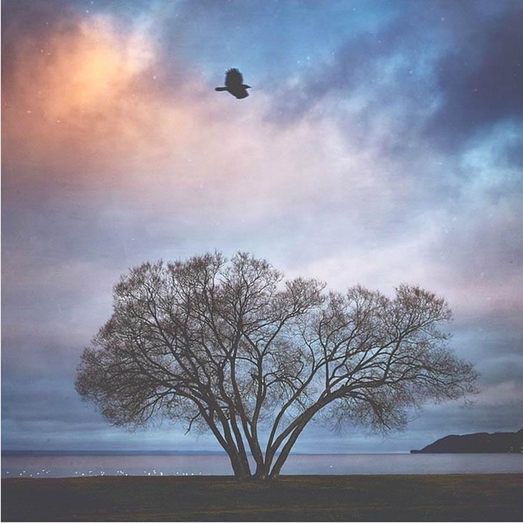 The Broccoli Tree – A photographer captures the same tree for the last 2 years