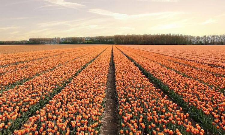 Stunning Landscape Photos of Holland When 7 Million Tulips Bloom All at Once