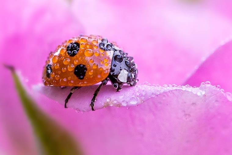 The adventures of a cute little ladybug in macro photography