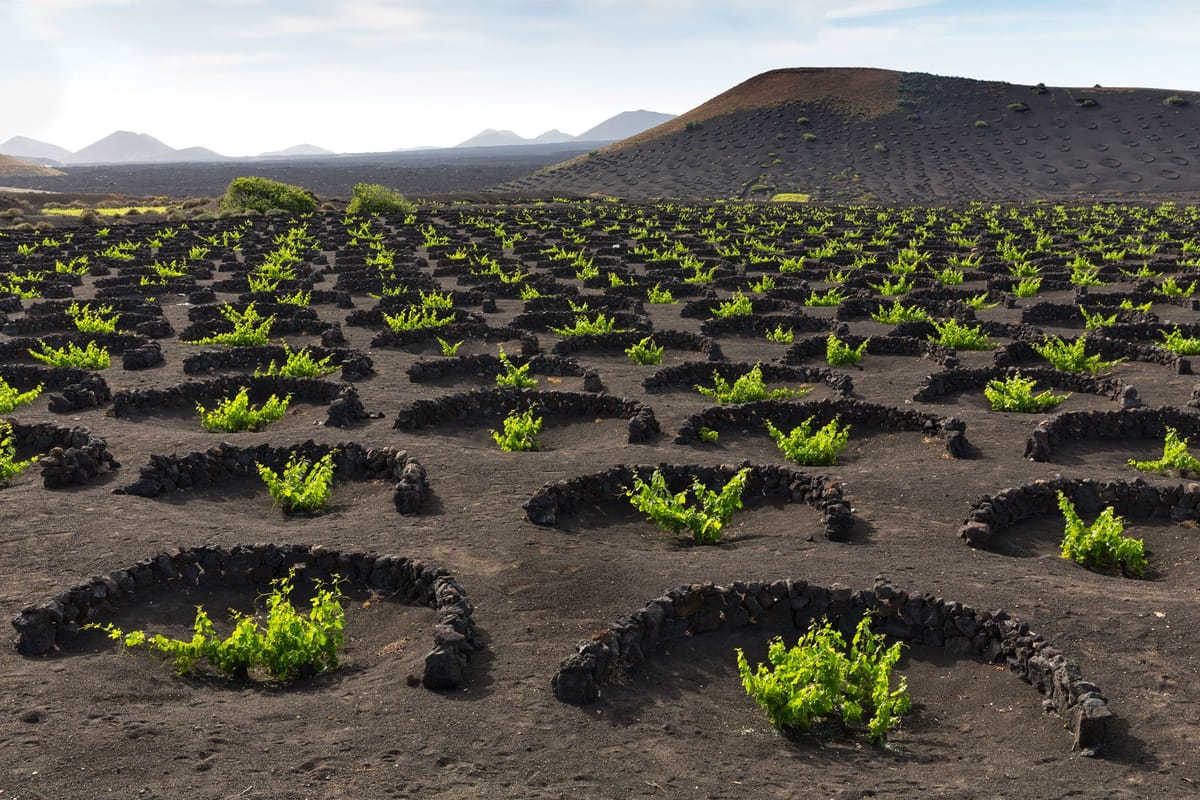 The Strange Volcanic Vineyards of Lanzarote