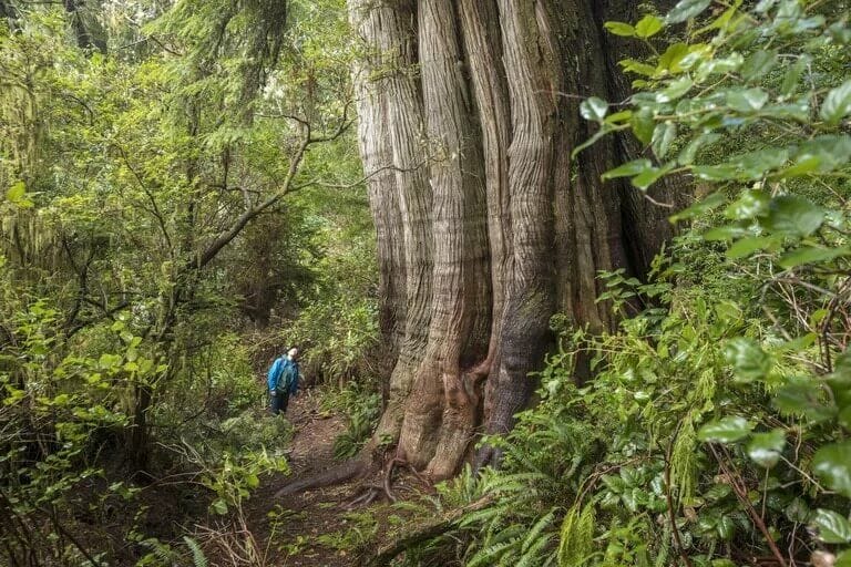 What Are Old-Growth Forests and Why Are They Important?