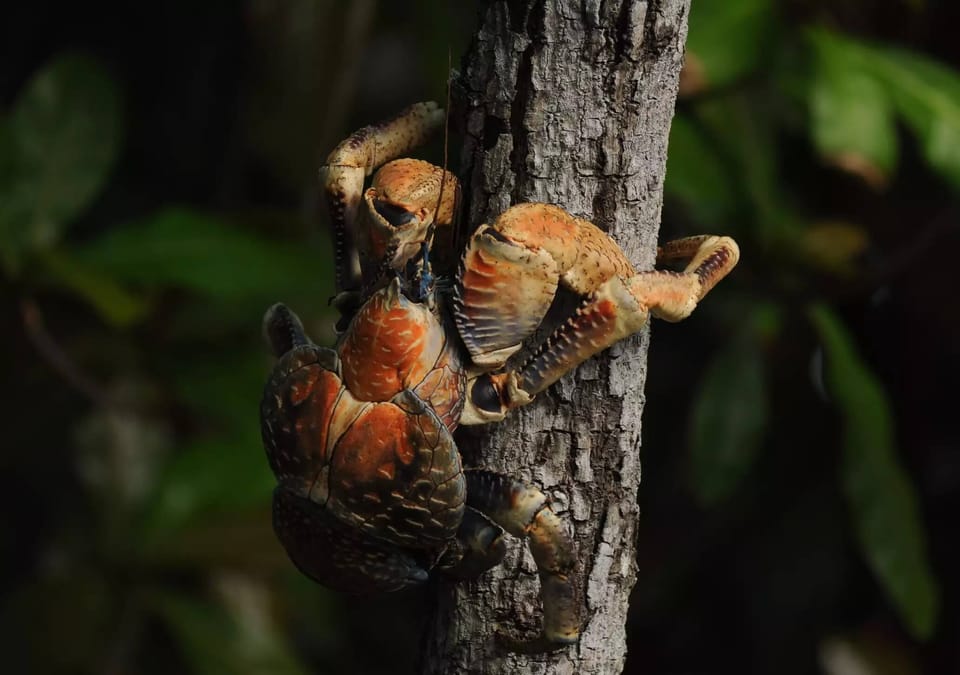 17 Captivating Coconut Crab Facts