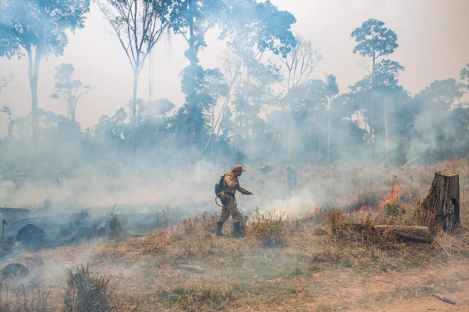 Amazon Is Less Able to Recover From Droughts and Logging, Study Finds