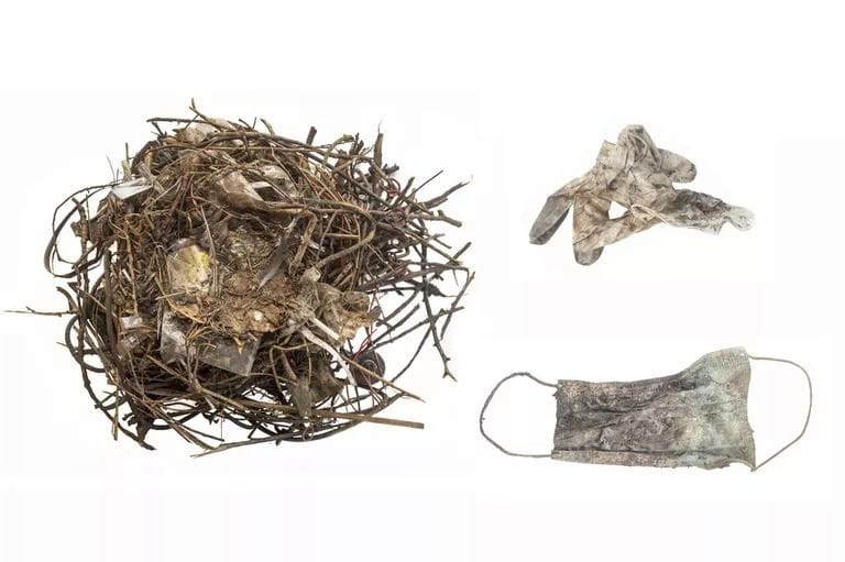 COVID Litter is Polluting the Environment and Killing Wildlife, Reports Say