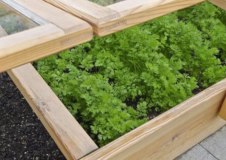 DIY Cold Frame: How to Create a Year-Round Harvest, Step-by-Step
