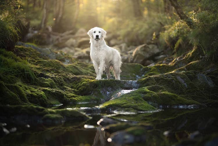 Majestic Dogs Photographed in Gorgeous Natural Landscapes Just Like Travel Influencers