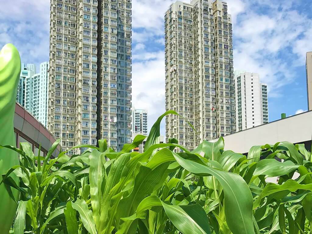 From Rooftop Gardens to Microgreens: Hong Kong’s Urban Farming Pioneers