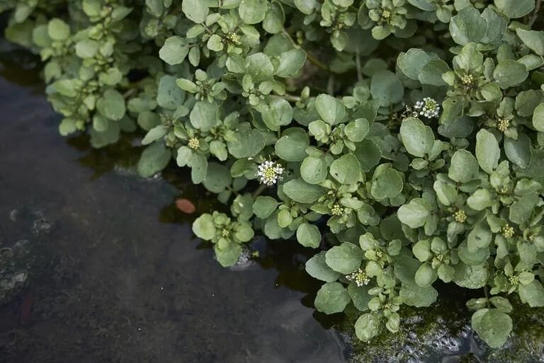 Growing Food in and Around a Garden Pond
