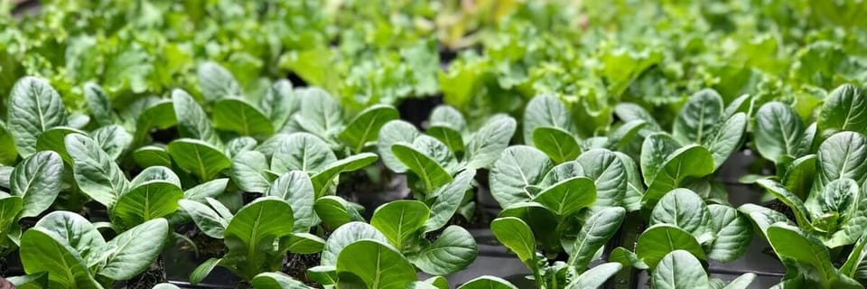 Indoor Vertical Farming: The New Era of Agriculture