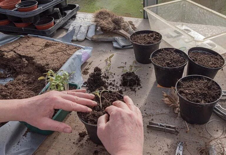 Now Is the Best Time to Plant a Vegetable Garden