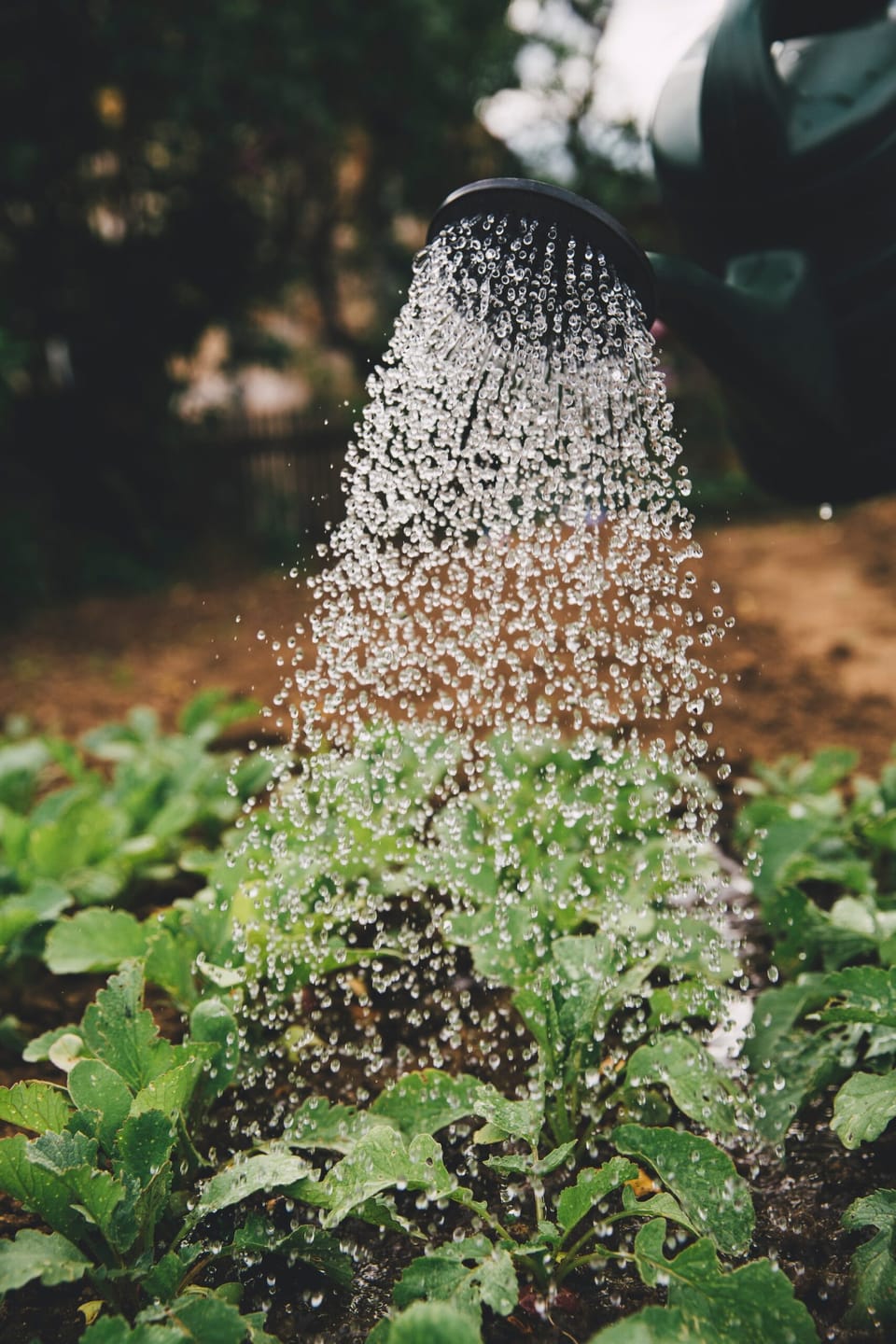 What Is a Bioregion—and Why Does It Matter in Garden Design?