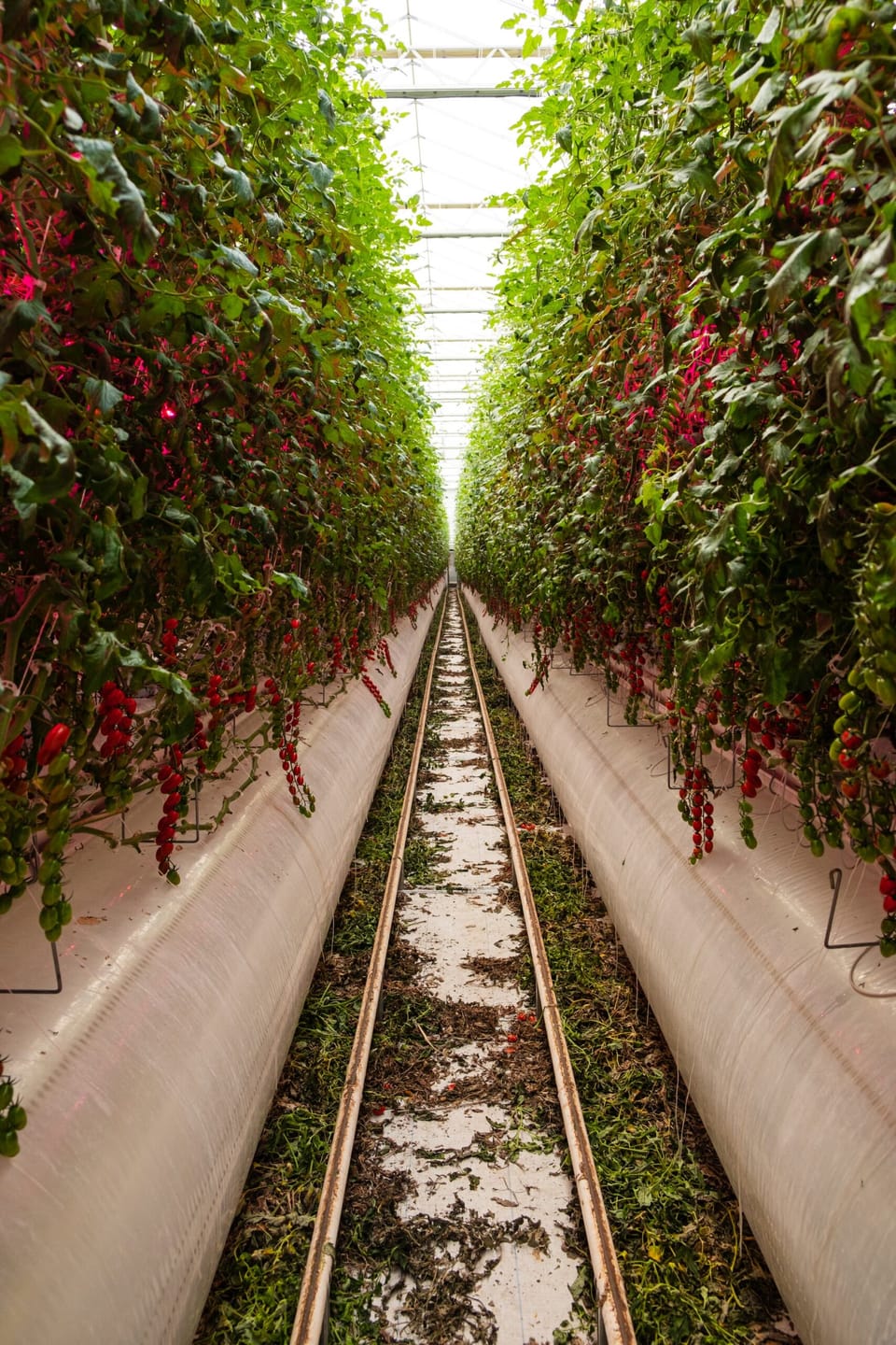 What You Should Know About Vertical Farming