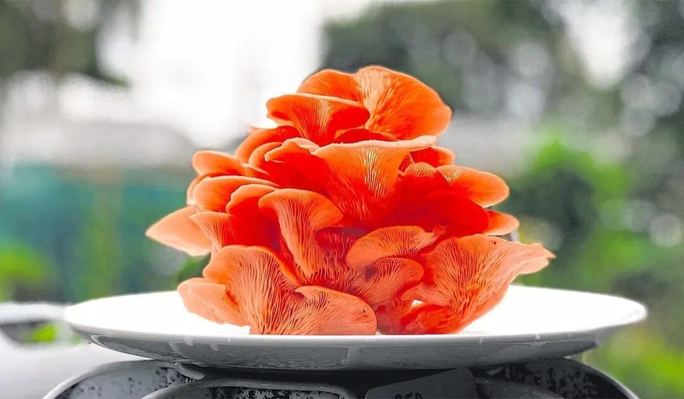 Singapore urban farmers proving that farm-to-table works in Singapore