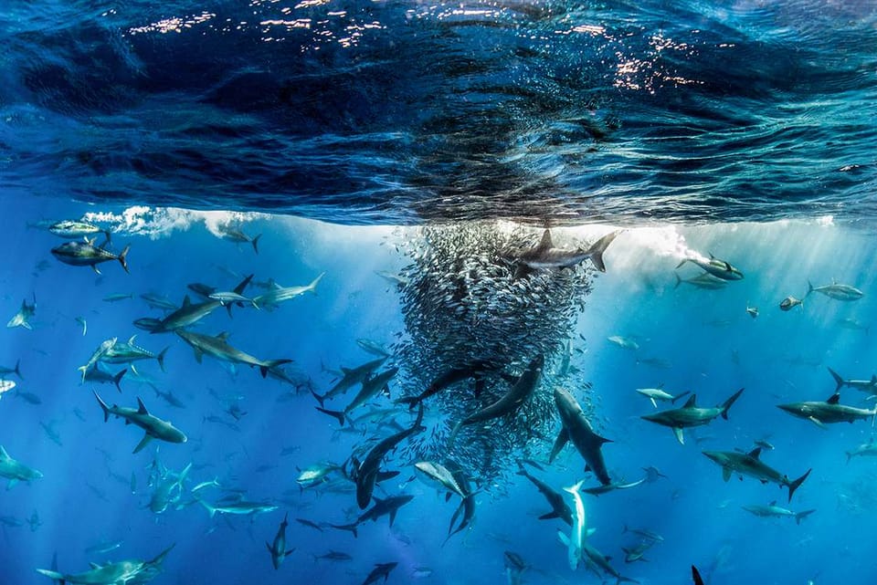 The amazing winning photos of the BigPicture Natural World Contest