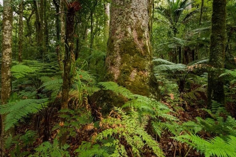 The Oldest Forests In The World