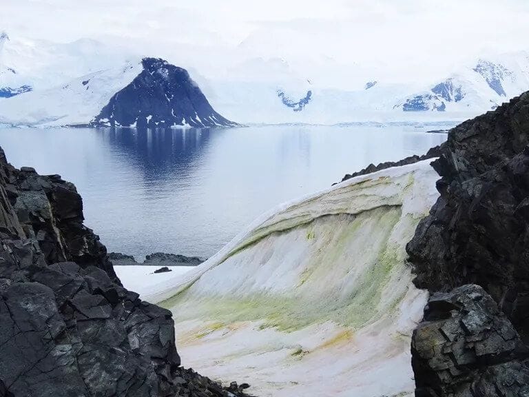 There's So Much 'Green Snow' in the Antarctic, You Can See It From Space