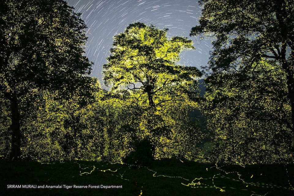 Watch as Billions of Fireflies Simultaneously Light Up a Nature Reserve in India