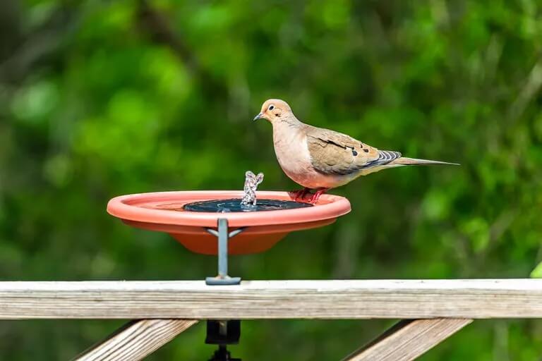 What Is a Solar Birdbath Fountain?