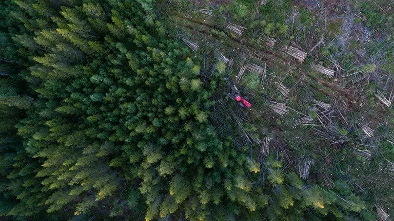 What Is Deforestation?