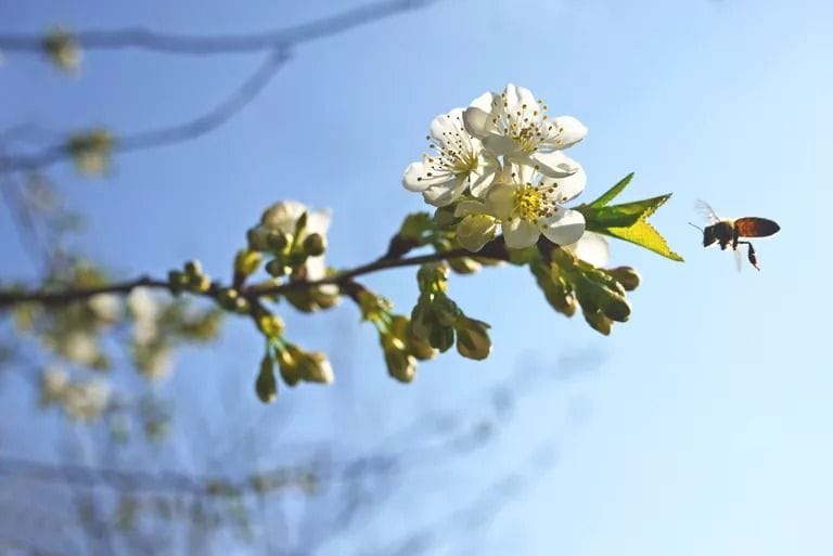 What Is Phenology, and Why Is It Important?
