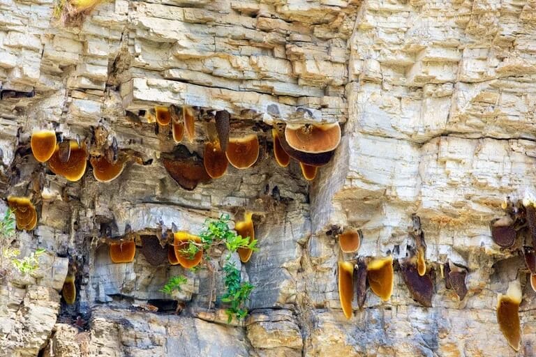 World's Largest Honey Bee Makes Rare Hallucinogenic Honey