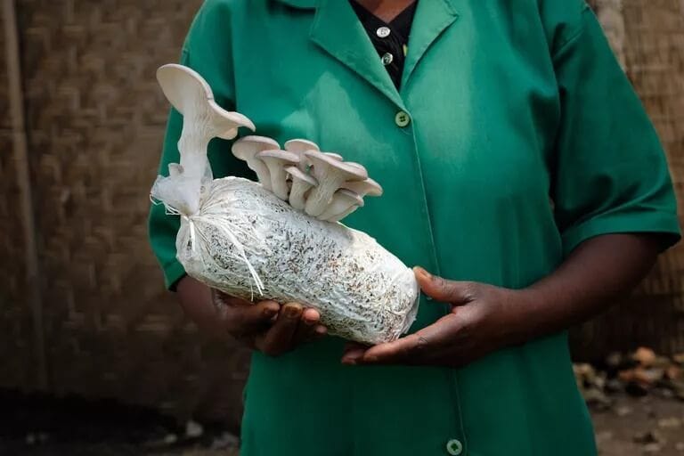 You Can Grow Mushrooms All Around Your Home and Garden