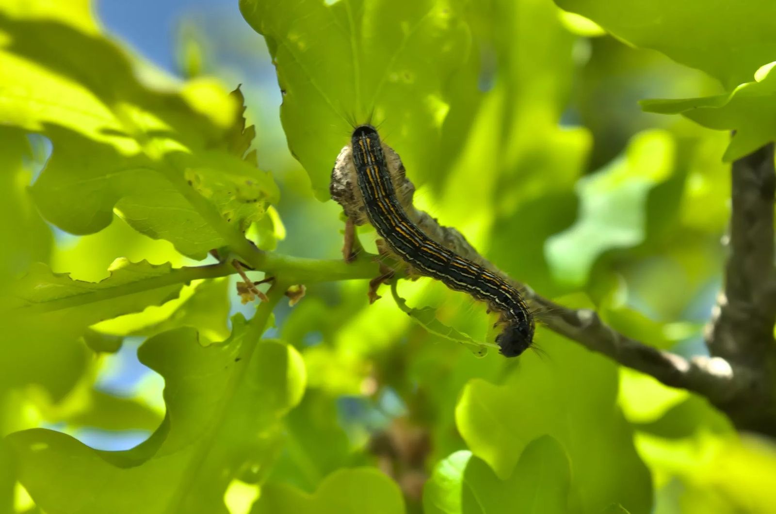What Is Phenology, and Why Is It Important? Stuff's COOL