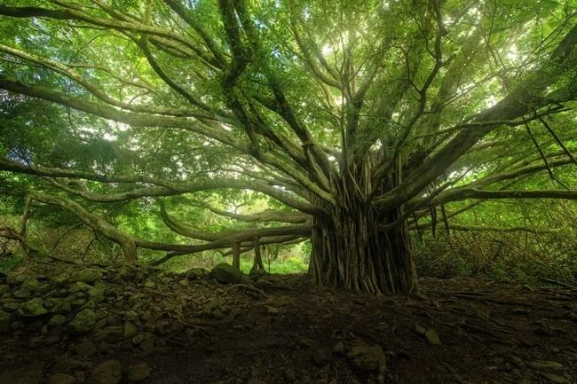 Banyan tree forest near Hana, Maui, Hawaii.